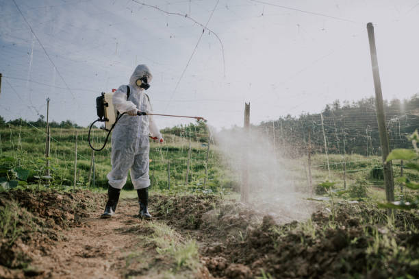 Best Affordable Pest Control Services  in Prescott, AZ