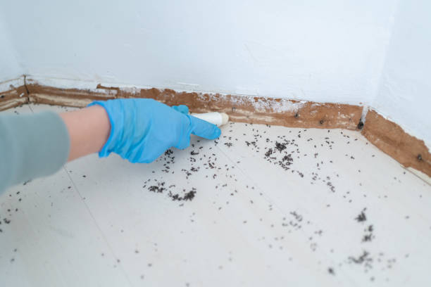 Flea Control Services in Prescott, AZ