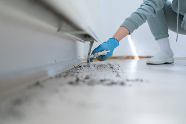 Best Flea Control Services  in Prescott, AZ